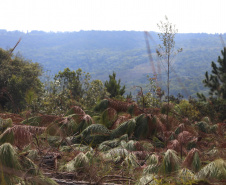  O IAT começou uma consulta pública para ampliar o debate sobre a regulamentação do cultivo de pinus e outras plantas exóticas invasoras no Paraná.
