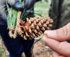  O IAT começou uma consulta pública para ampliar o debate sobre a regulamentação do cultivo de pinus e outras plantas exóticas invasoras no Paraná.