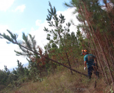  O IAT começou uma consulta pública para ampliar o debate sobre a regulamentação do cultivo de pinus e outras plantas exóticas invasoras no Paraná.