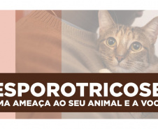 Paraná é o primeiro Estado a oferecer gratuitamente o medicamento para tratar animais com esporotricose