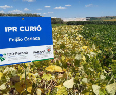 No dia da ciência e do pesquisador, IDR- Paraná enaltece conquistas
