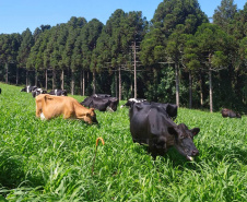 Queijaria de Francisco Beltrão é a primeira do Paraná a receber selo carbono neutro