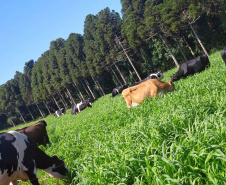 Queijaria de Francisco Beltrão é a primeira do Paraná a receber selo carbono neutro