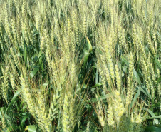 Estado reforça convite para municípios aderirem a sistema que elimina limites para venda de produtos agroindustrializados