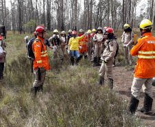 Brigadistas Voluntários
