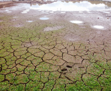 Conservação e preservação do meio ambiente, em ações para a fauna e flora, estão previstos no novo convênio entre IAT e Simepar.