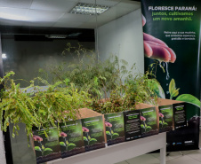 FLORESCWE