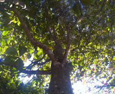 Ilha do Mel IAT