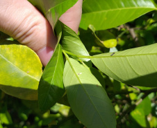 Incidência de Greening