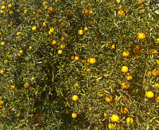 Incidência de Greening