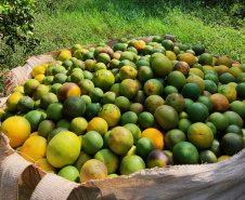 Incidência de Greening