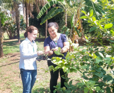 Incidência de Greening