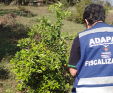 Incidência de Greening