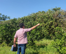 Incidência de Greening