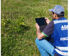 Incidência de Greening