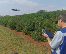 Incidência de Greening