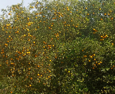 Incidência de Greening