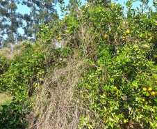 Incidência de Greening