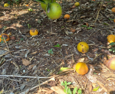 Incidência de Greening
