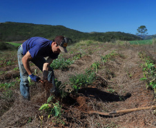 Coopera Paraná: Governo publica edital de R$ 31,5 milhões para apoiar agricultura familiar