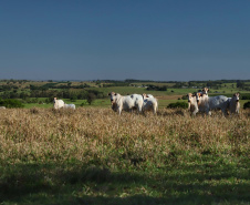 Paraná lança plataforma interativa com riscos de eventos climáticos nos municípios