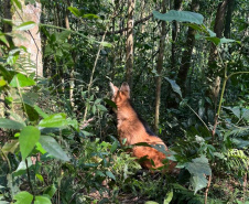 Lobo-guará