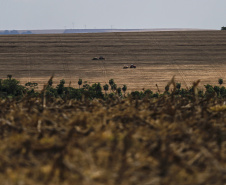 municípios com Valor Bruto da Produção Agropecuária acima de  R$ 1 bilhão