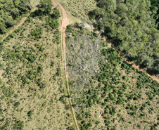  O IAT emitiu 154 Autos de Infração Ambiental (AIA) em sete municípios do Vale do Ribeira