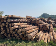  O IAT emitiu 154 Autos de Infração Ambiental (AIA) em sete municípios do Vale do Ribeira