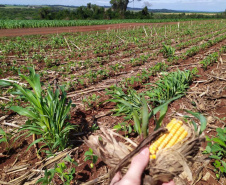 Em parceria com o Sistema Estadual de Agricultura, livreto orienta produtores sobre como eliminar milho voluntário