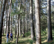 Grupo técnico é criado para proteger os cultivos florestais do Paraná