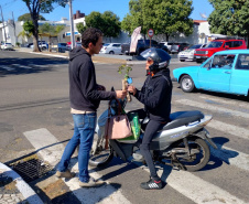 FLORESCE PARANA