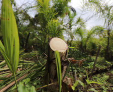  Paraná lidera a produção nacional de lenha e produtos alimentícios da silvicultura
