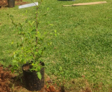 Polícia Penal lança projeto ambiental em conjunto com Prefeitura de Ponta Grossa e a Rotary Clube