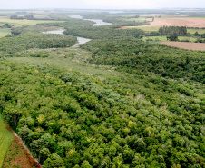 Instituto Água e Terra (IAT) já distribuiu mais de 8,5 milhões de mudas de espécies nativas desde 2019 , 70 mil delas apenas nesta semana, em comemoração ao Dia da Árvore.