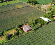 Com reconhecimento nacional, Marialva reforça vocação como maior produtora de uvas do Paraná