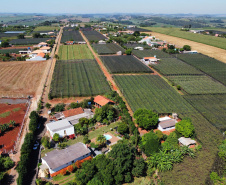 Com reconhecimento nacional, Marialva reforça vocação como maior produtora de uvas do Paraná