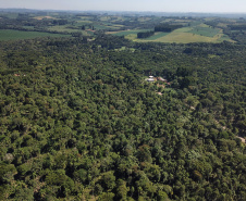  Paraná lidera a produção nacional de lenha e produtos alimentícios da silvicultura