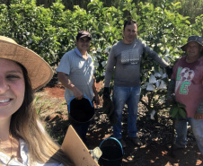 Dedicação dos produtores faz Carlópolis ser conhecida como Capital Nacional da Goiaba de Mesa.