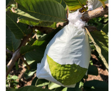 Dedicação dos produtores faz Carlópolis ser conhecida como Capital Nacional da Goiaba de Mesa.