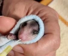 IAT alerta para período de reprodução dos gambás e reforça a convivência pacífica com esses animais 