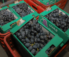 Com reconhecimento nacional, Marialva reforça vocação como maior produtora de uvas do Paraná