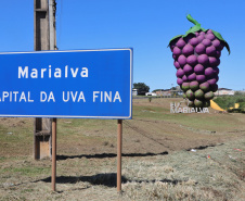 Com reconhecimento nacional, Marialva reforça vocação como maior produtora de uvas do Paraná