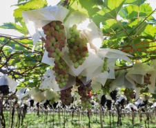 Com reconhecimento nacional, Marialva reforça vocação como maior produtora de uvas do Paraná