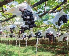 Com reconhecimento nacional, Marialva reforça vocação como maior produtora de uvas do Paraná