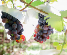 Com reconhecimento nacional, Marialva reforça vocação como maior produtora de uvas do Paraná