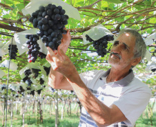 Com reconhecimento nacional, Marialva reforça vocação como maior produtora de uvas do Paraná