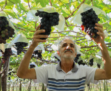 Com reconhecimento nacional, Marialva reforça vocação como maior produtora de uvas do Paraná