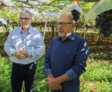 Com reconhecimento nacional, Marialva reforça vocação como maior produtora de uvas do Paraná