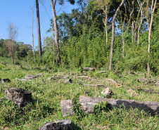 A sétima edição da Operação Mata Atlântica em Pé aplicou mais de R$ 28 milhões em multas por desmatamento ilegal no Paraná.